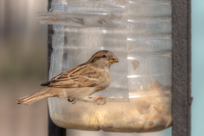 waste collection household